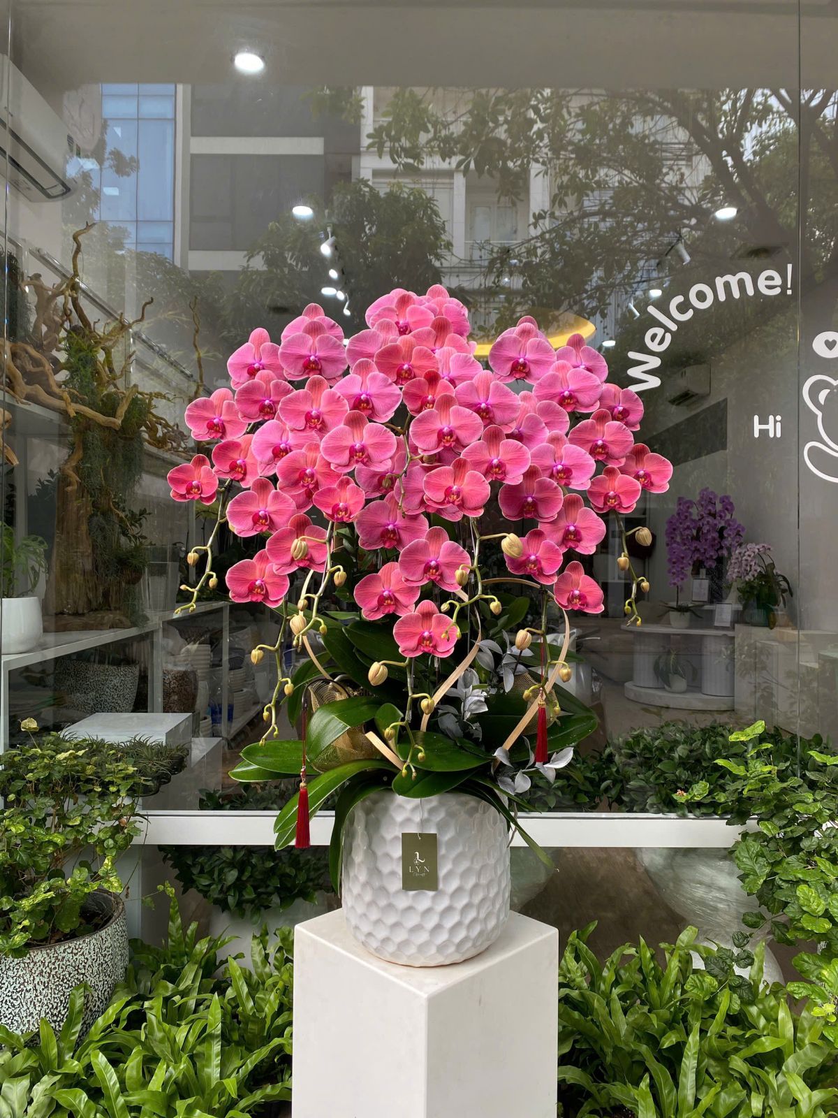 Chậu Hoa Lan Đỏ Hồng